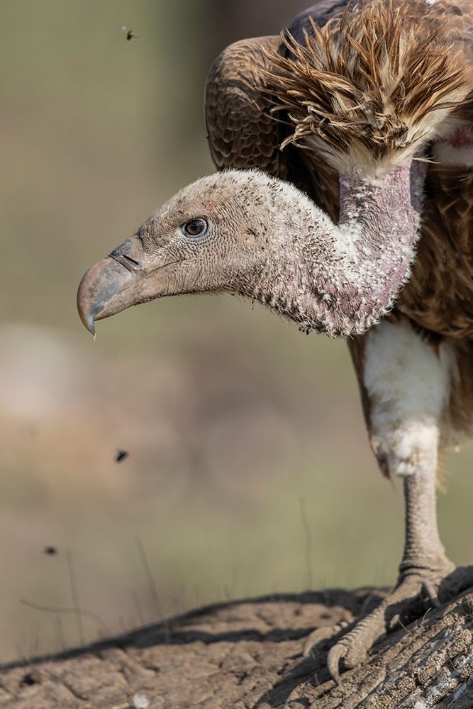 Africa-Tanzania-Ngorongoro Conservation Area-White-backed Vulture art print by Paul Souders for $57.95 CAD